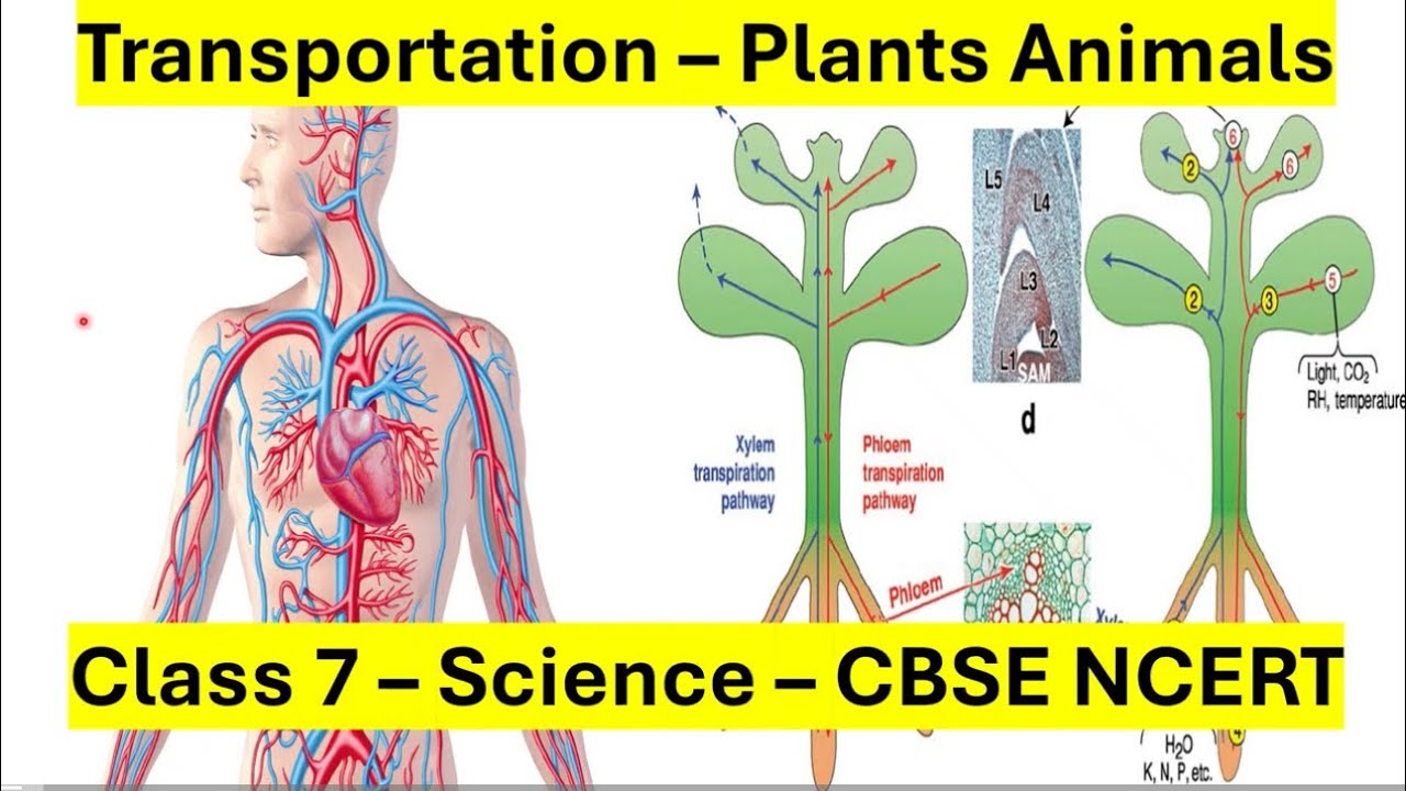Transportation in Plants and Animals - Class 7 - Science CBSE NCERT ...
