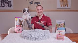 If You’re Searching for Cavapoo Puppies in Texas | Cavapoo Puppies for Sale in Texas screenshot 5