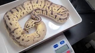 leopard bumblebee 100% het pied