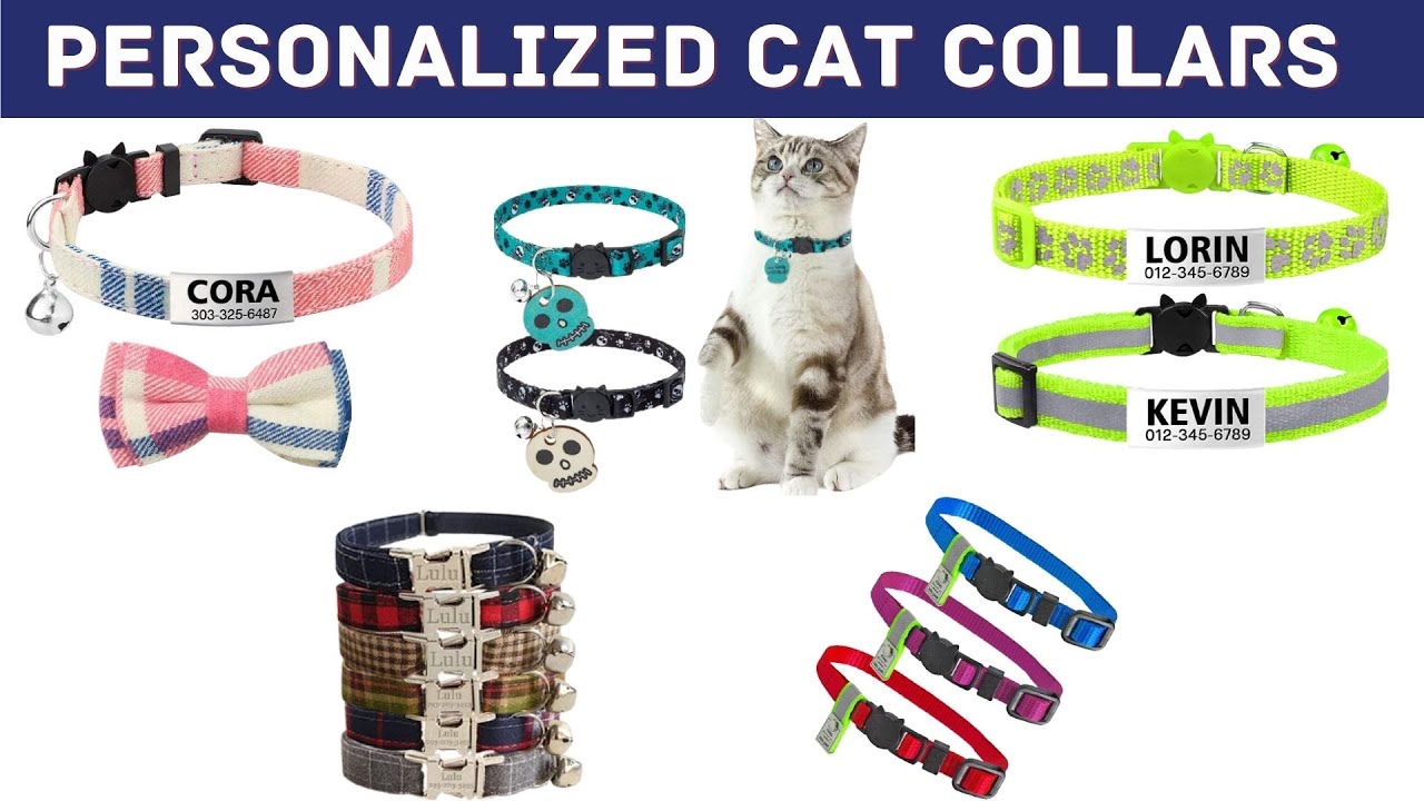 cat lost collar