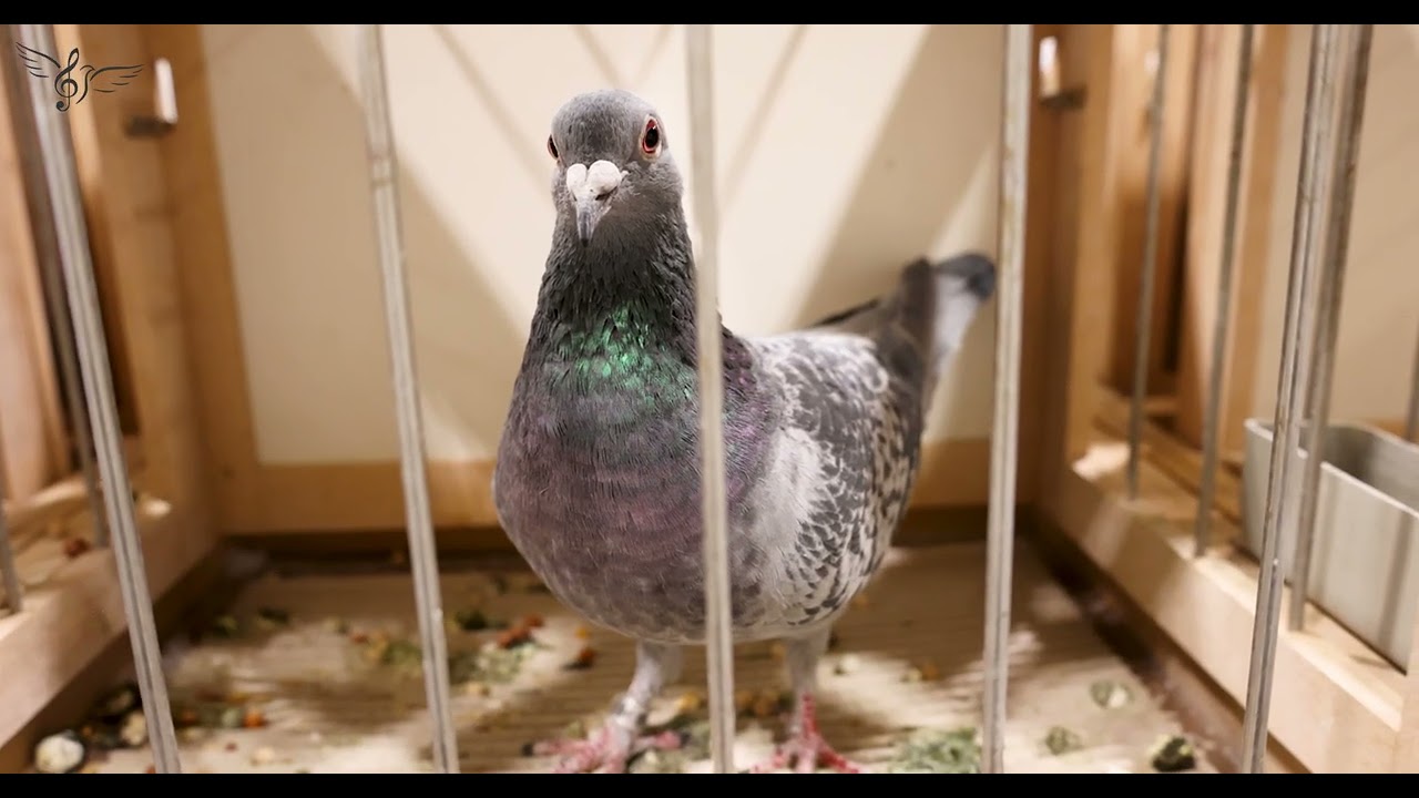 FCI Grand Prix 2025: Best Pigeons in the World | IBA 2026 | PigeonSongs (EN)