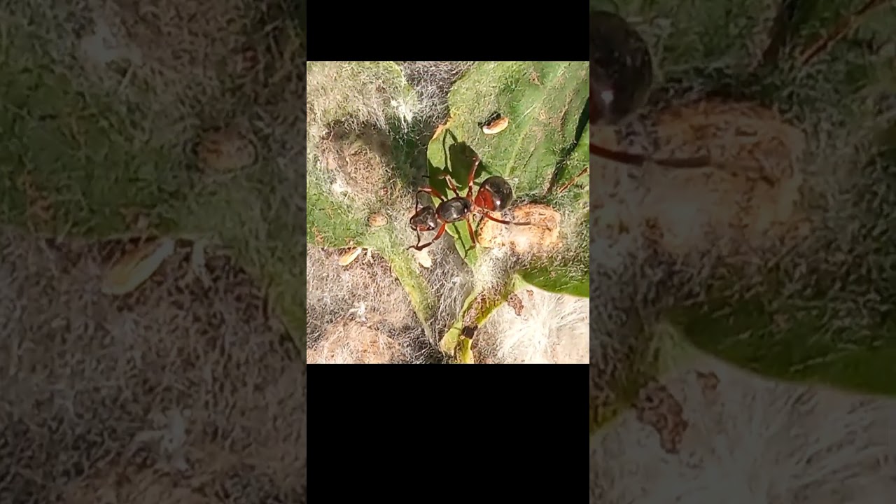 THE UTERUS OF THE RED FOREST ANT IS A RARE SIGHT!🤩