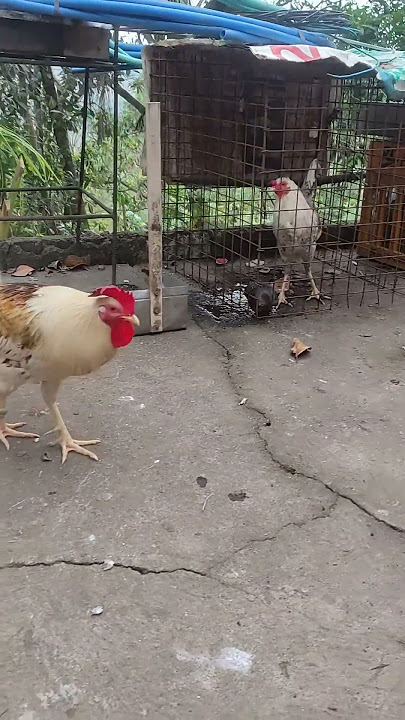 chicken panabong #pangtinola #sampalukan #adobo #panalo