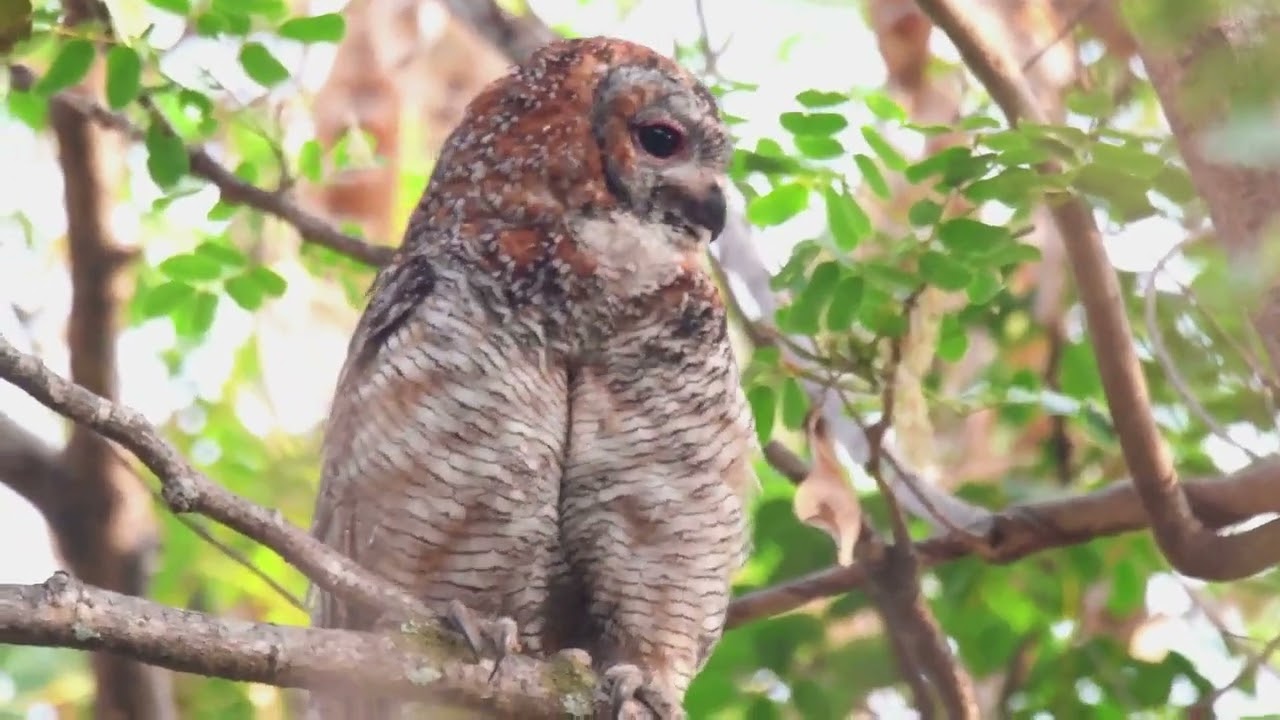 Mottled wood owl - Pune