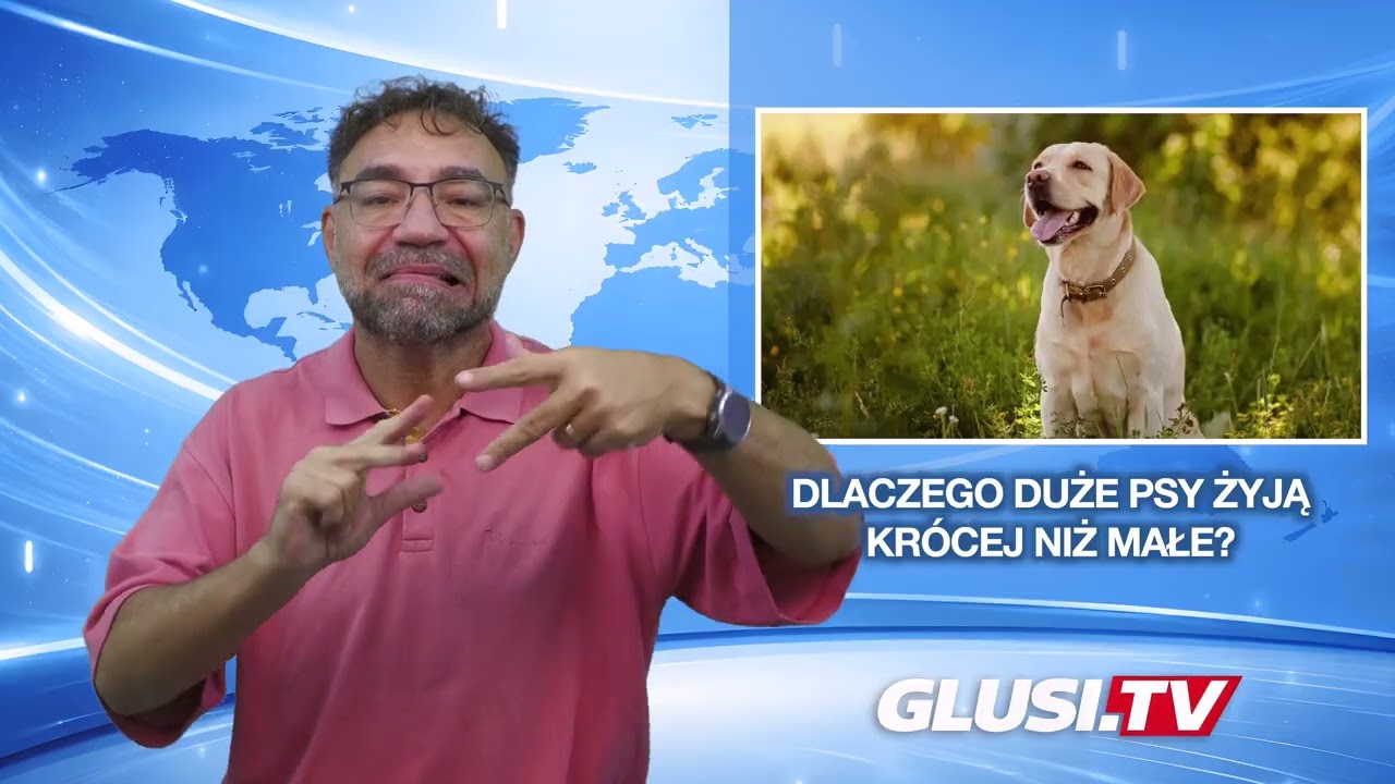 Dlaczego duże psy żyją krócej niż małe?