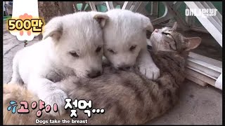 Puppies drinking milk from a cat