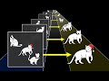 El axioma de eleccin cmo elegir infinitos gatos de infinitas cajas