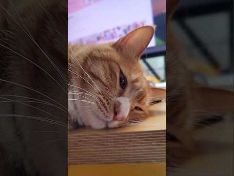 책상 위를 사랑하는 야옹이 보리 #꾹꾹이 #cat #고양이 #go #blackpink #블랙핑크