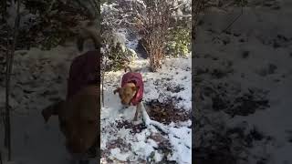 First Snow Of The Season