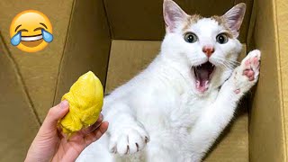 Funny Animal Videos 2023 😹 - Funniest Dogs and Cats Videos 😻 #55
