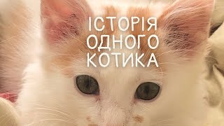 Історія одного котика