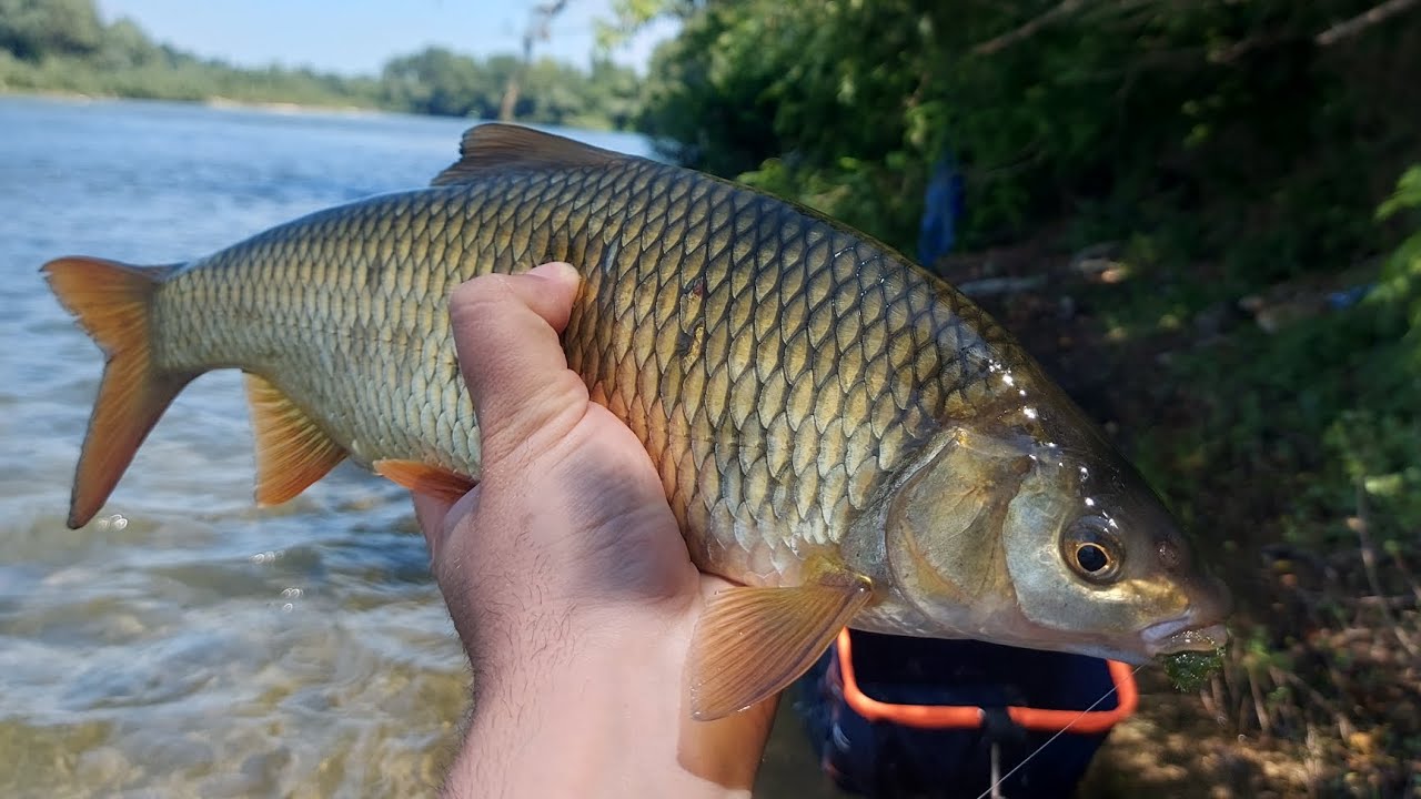 Ribolov na plovak bolonjezom, lov krupne plotice na travu
