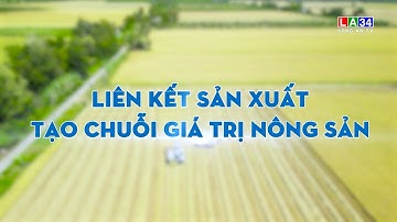 Phóng sự: Liên kết sản xuất - Tạo chuỗi giá trị nông sản LONGAN TV