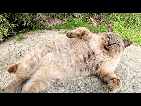 おじいちゃんシャム猫が喉をゴロゴロと鳴らしながら甘えてきた