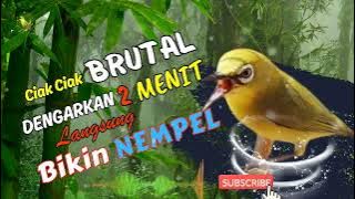 CIAK CIAK BRUTAL SPEED HALILINTAR LANGSUNG BIKIN NEMPEL | MASTERAN KECIAL KUNING HALILINTAR