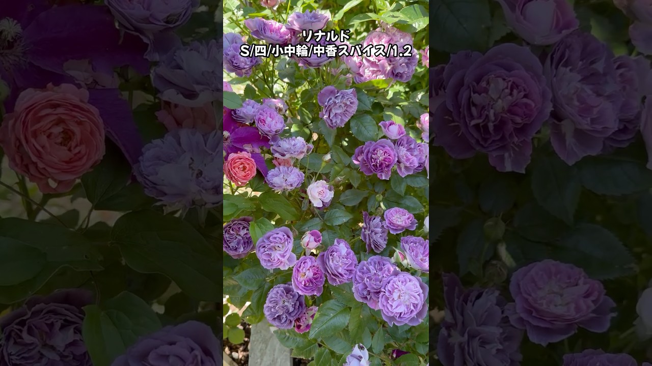 Part⑩【満開】爆咲き中🌹#short