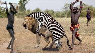 Scary...angry Mother Zebra Kick The Face Off Lion While It Tries Kill Baby Zebra - Cheetah Vs Impala