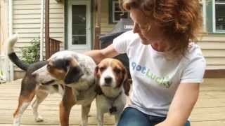 Lucky Dog Animal Rescue's Story