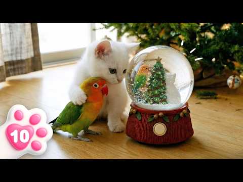 Le chaton Kefir fait de la neige en mousse ! Fêtons Noël avec la maman de Bianca