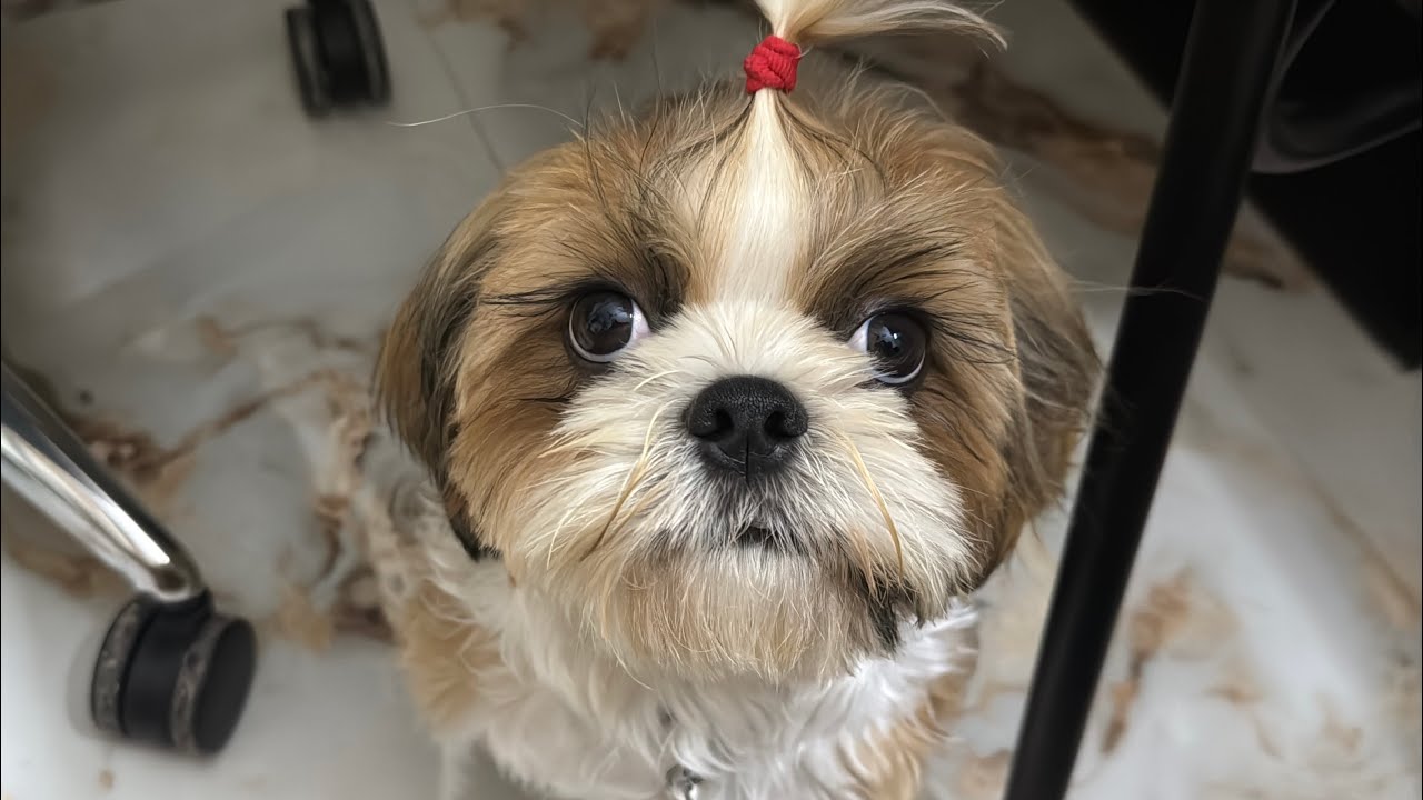 Daily Vlog 205: Shih tzu puppy doesn’t want to bath 😁🐶 