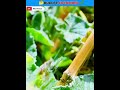 Why this plant is start firing 🤔 😳 ||#short #viral #squirtingcucumber