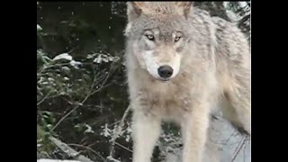 Protect Wolves Protect the Forest