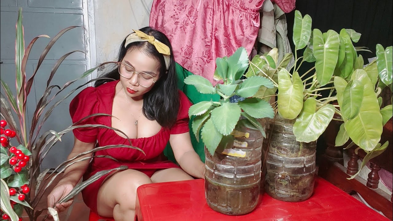 Ini Adalah Itu Pemeliharaan Sayuran Pada Air