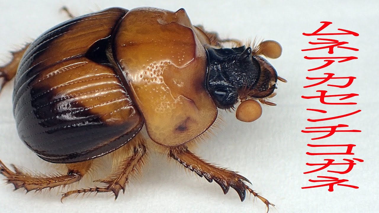 ムネアカセンチコガネ Bolbocerodema nigroplagiatum (Watherhouse