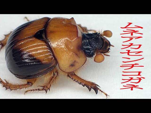 豪州の大型種ムネアカセンチ、Bolboleaus truncatus　特大 モードな虫図鑑。Dung Beetle【フンチュウ】 | ブルータス