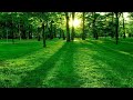 Understanding Green Idioms