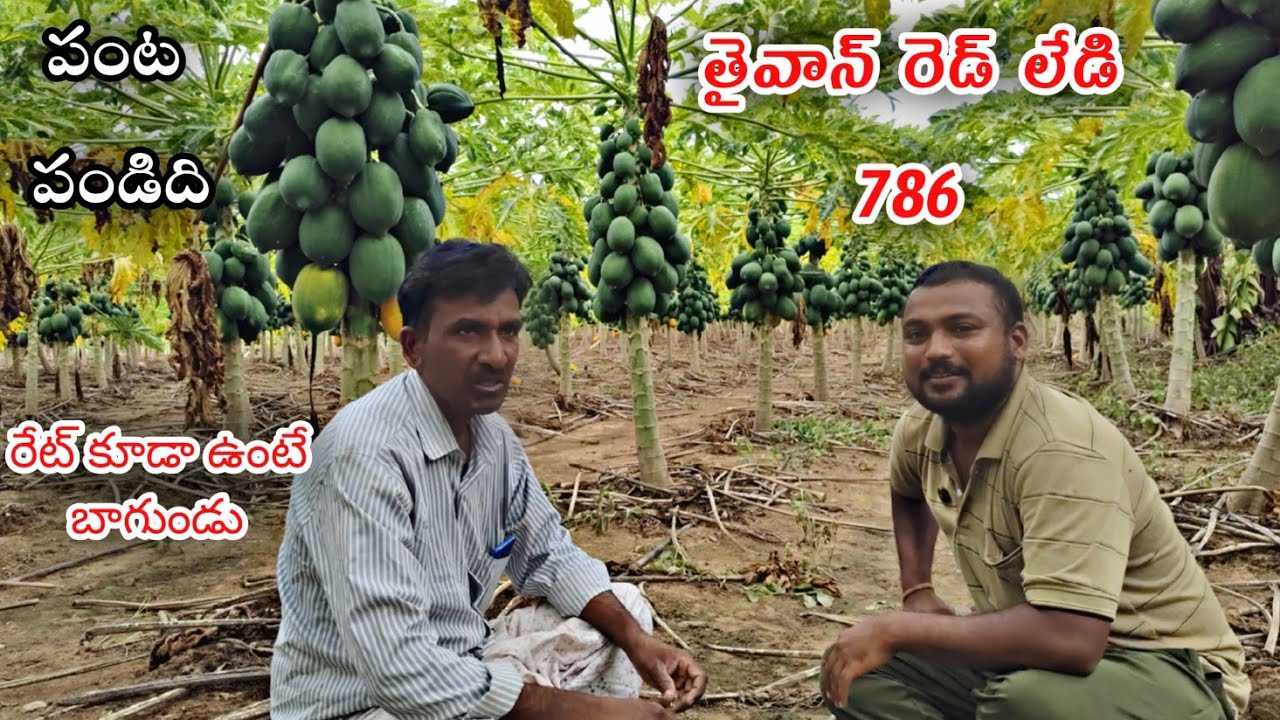 బొప్పాయి పంటకు కనీసం RS.10రూ ఉంటే గిట్టు బాటు అవుతుంది 