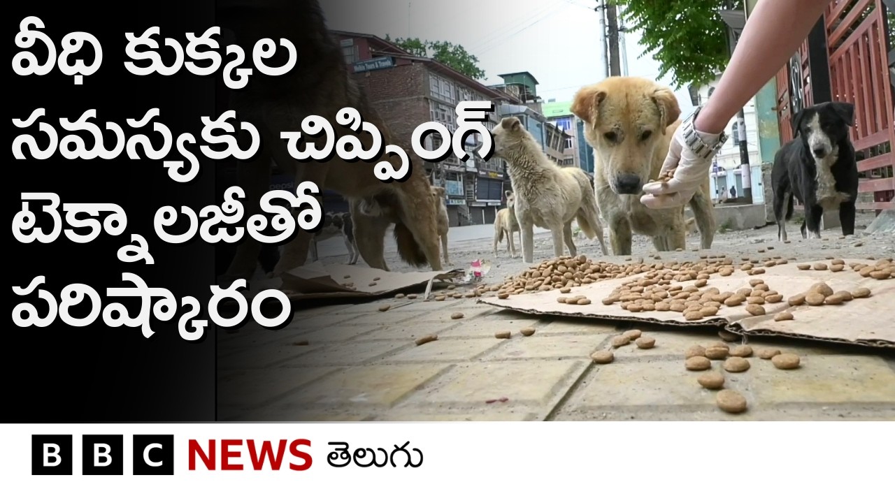 Street Dogs బెడదను టెక్నాలజీ సాయం, అటు ప్రజల భాగస్వామ్యంతో ఎలా పరిష్కరిస్తున్నారంటే... | BBC Telugu