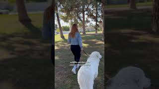 I’m a responsible pet owner, of course I pick up my dog’s poop