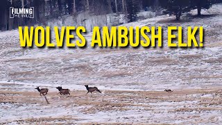 Wolves Hunting Elk in Arizona | The Chase