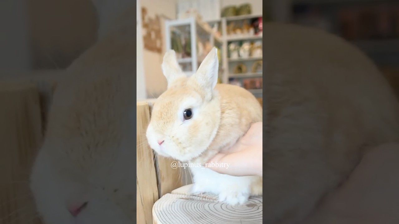 人懐こすぎるネザーちゃんとの癒し時間♪