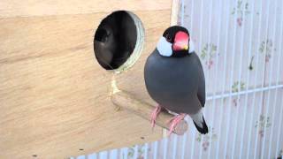 Hungry baby Java finches