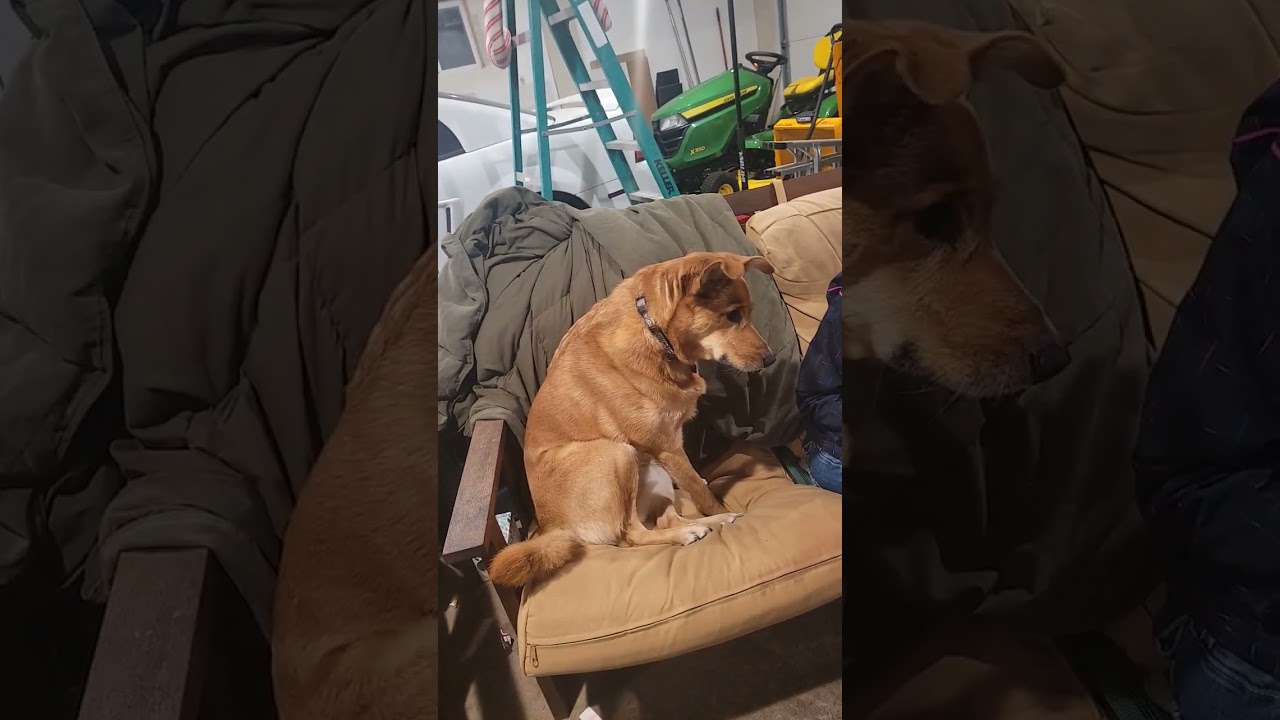 dog reaction to noisesf