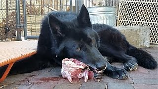 Footage of my 9 month old blue bay shepherd kurgan eating half a raw
rabbit carcass. this is the rib cage and front legs. friend clayton
gave me some r...