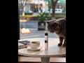 Sunshine, coffee, my cat, and my new little thing ✨Another day of curiosity! 🐱#CuteCat #FunnyCat