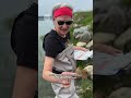 What has twelve legs, ten eyes and one tail? Horseshoe crabs, and it's their mating season