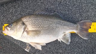 I crack the 50cm mark on a Australia bass