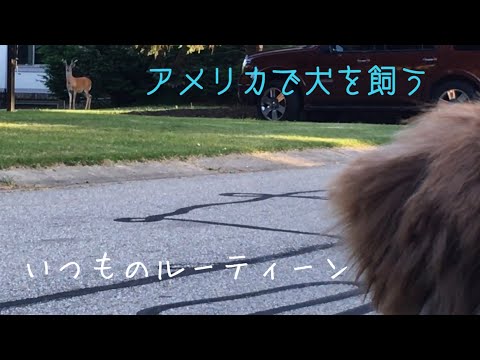 【アメリカで犬を飼う】オーストラリアンシェパードの日常 野生動物編 | Australian Shepherd's daily life