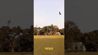 Eagles🦅 Flying In The Sky