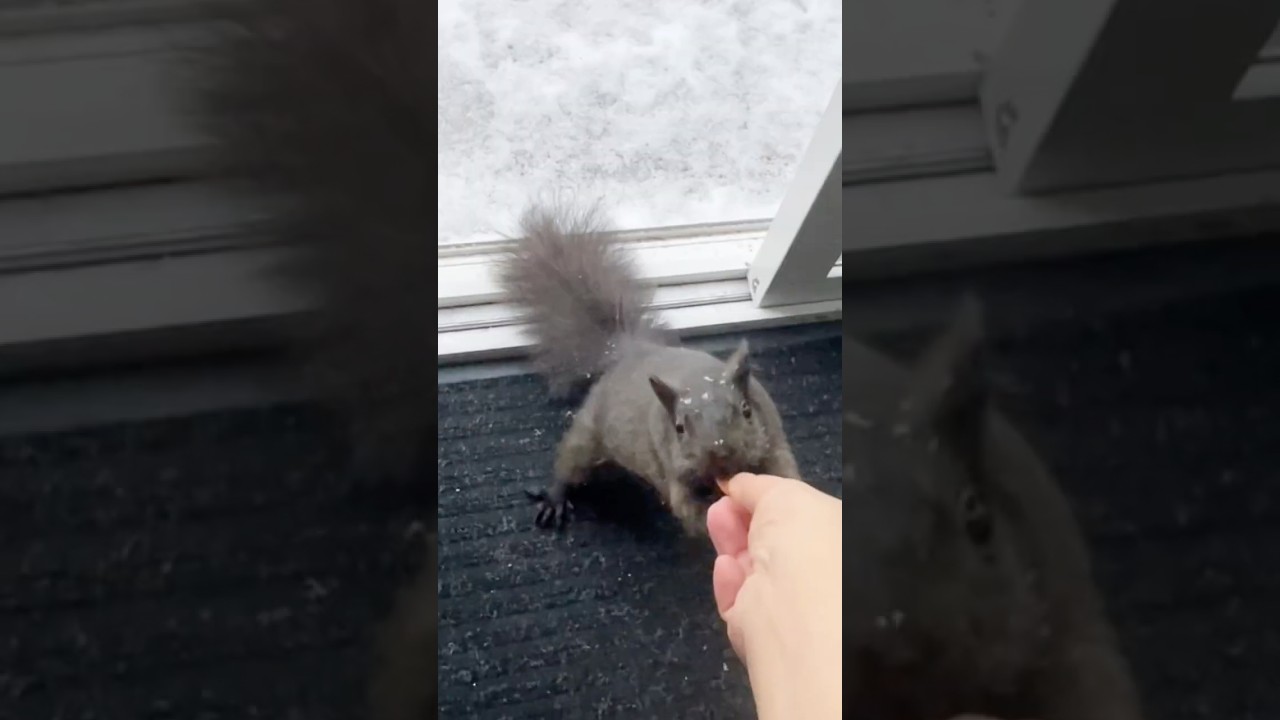 Afternoon snack 🐿️❤️🐿️#squirrelfriend #squirrellife #backyardsquirrels #squirreltok