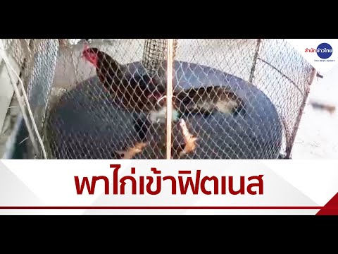 วีดีโอ: เพื่อให้ไก่วิ่งในฤดูหนาว