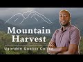 Mountain harvest  uganda quality coffee  quality impact