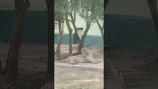 Tiger Jaguar Wolves Roaming  at the Zoo || Zoo Entertainment #wildlife #zoo #shorts