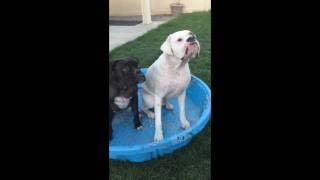 Marlow and Maci the Boxers Mannequin Challenge