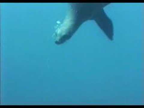 Ana and the Sea Lions