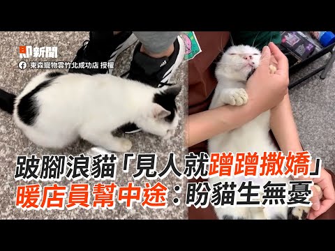 超親人跛腳浪貓「見人就撒嬌」店員幫中途：盼貓生無憂｜寵物動物｜貓咪｜浪浪